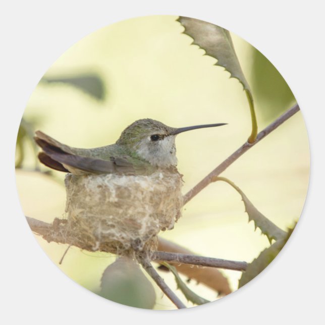 Sticker Rond Colibri femelle sur son nid (Devant)