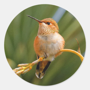 Sticker Rond Colibri roux au repos