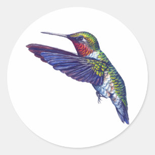 Sticker Rond Colibri Ruby Throsé