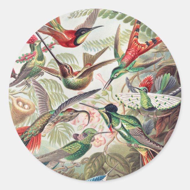 Sticker Rond Colibri, Trochilidae Kolibris par Ernst Haeckel (Devant)