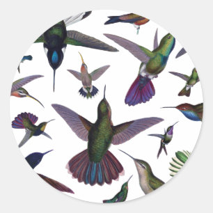 Sticker Rond Colibri vintage