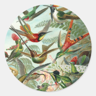 Sticker Rond Colibris par Ernst Haeckel, Oiseaux Arbres Vintage