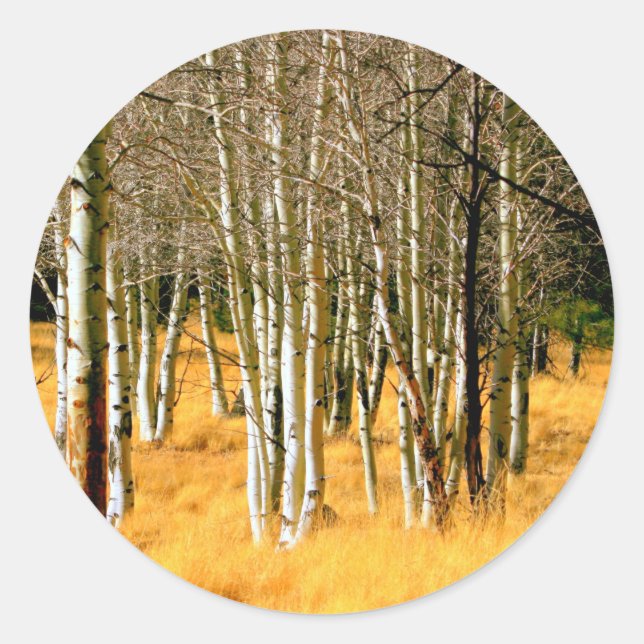 Sticker Rond collant des arbres de peuplier (Devant)