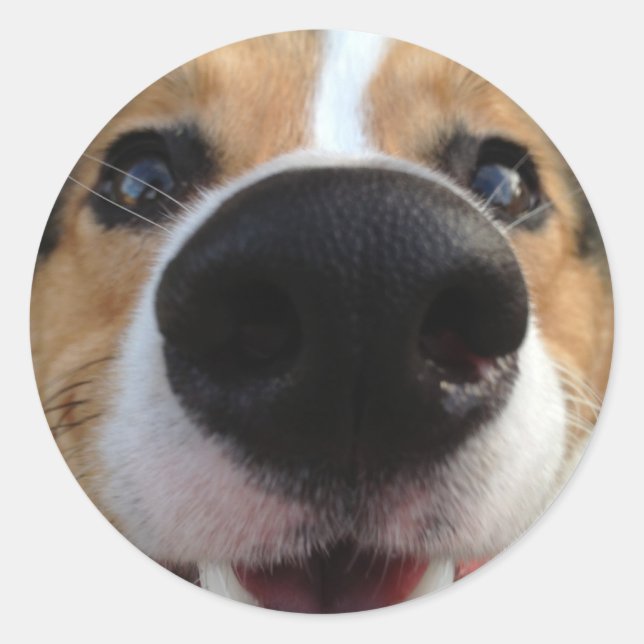 Sticker Rond Collection Welsh Corgi Chien Nose (Devant)