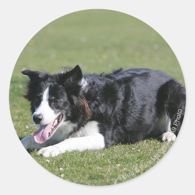 Sticker Rond Collie Bordure Déposée (Devant)