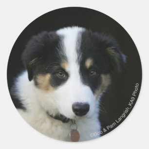 Sticker Rond Collie Collie Puppy vieille frontière de 12 semain