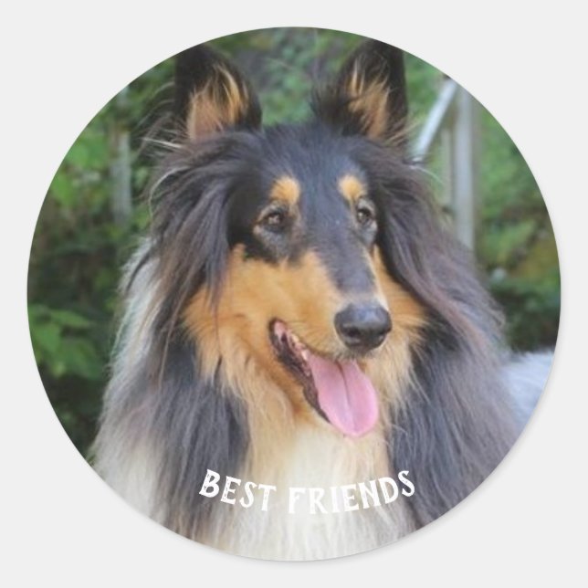 Sticker Rond Collie dog Best FRIENDS (Devant)