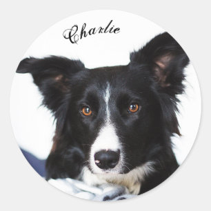 Sticker Rond Collie frontière noire et blanche personnalisée