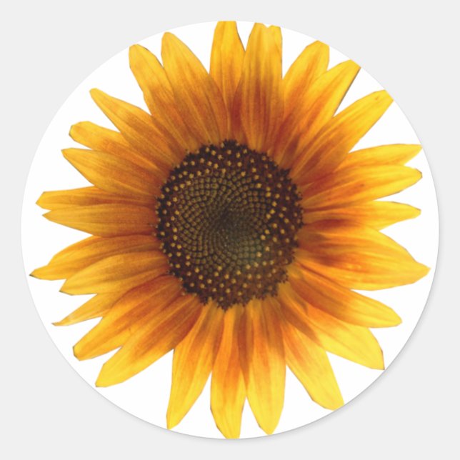 Sticker Rond Collier de tournesol (Devant)