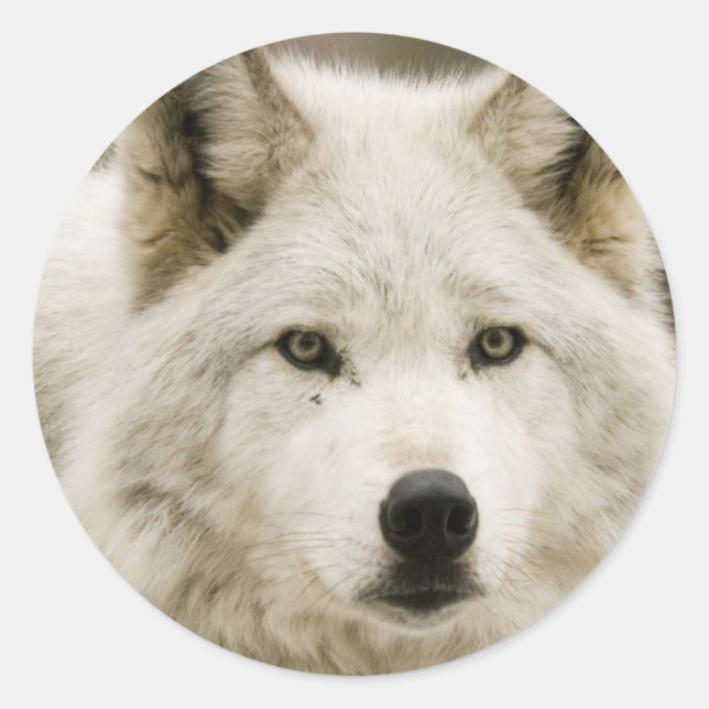 Sticker Rond Collier rond Loup blanc (Devant)
