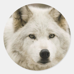 Sticker Rond Collier rond Loup blanc