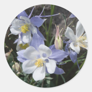 Sticker Rond Colorado columbine
