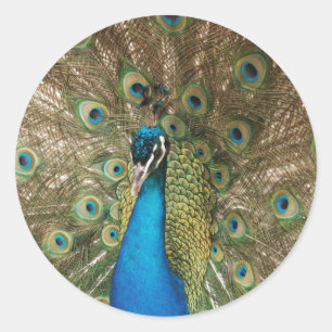 Sticker Rond Colorful Homme Peacock avec des plumes étalées Pho