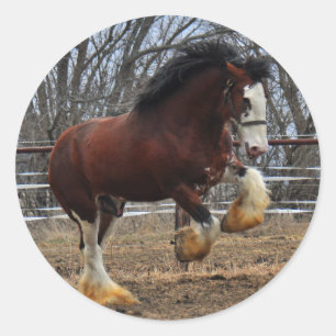 Sticker Rond Colt Clydesdale stud