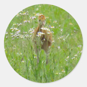 Sticker Rond Colt de grue de Sandhill (poussin) Carte à plat