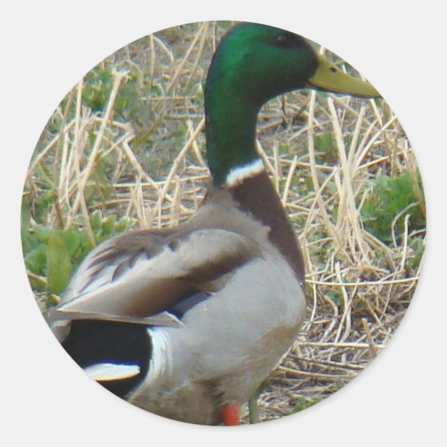 Sticker Rond Colvert B12 (Devant)