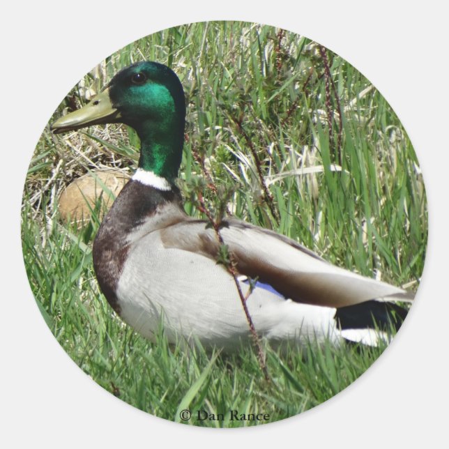 Sticker Rond Colvert mâle B55 dans l'herbe (Devant)