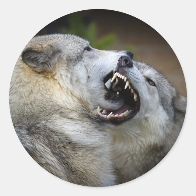 Sticker Rond Combat de loups (Devant)