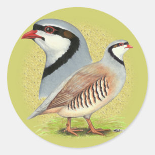 Sticker Rond Combo de perdrix de Chukar