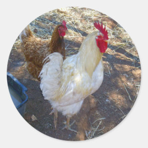 Sticker Rond Compagnons de plumes : Coq blanc et Sa Hen