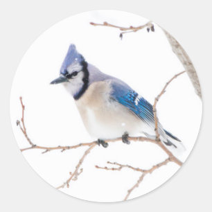 Sticker Rond Comté de Wichita, Texas. Blue Jay