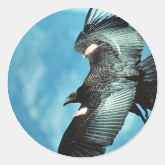 Sticker Rond condor californien (Devant)