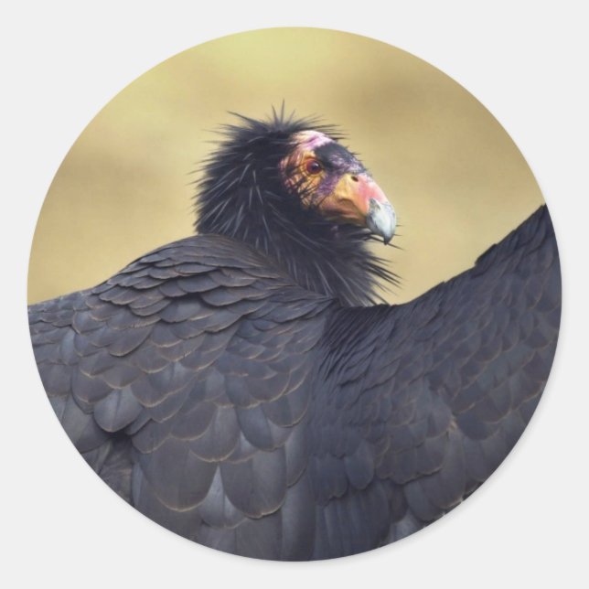 Sticker Rond condor californien (Devant)