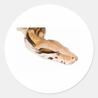 Sticker Rond Constricteur Boa