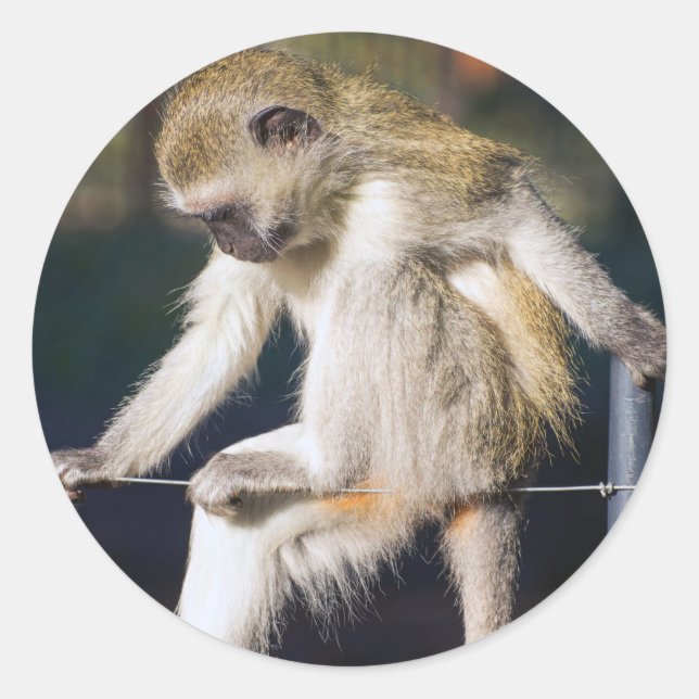 Sticker Rond Contempler le singe (Devant)