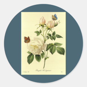 Sticker Rond Copie de Redoute : Le 'Bengale Hymanee rose