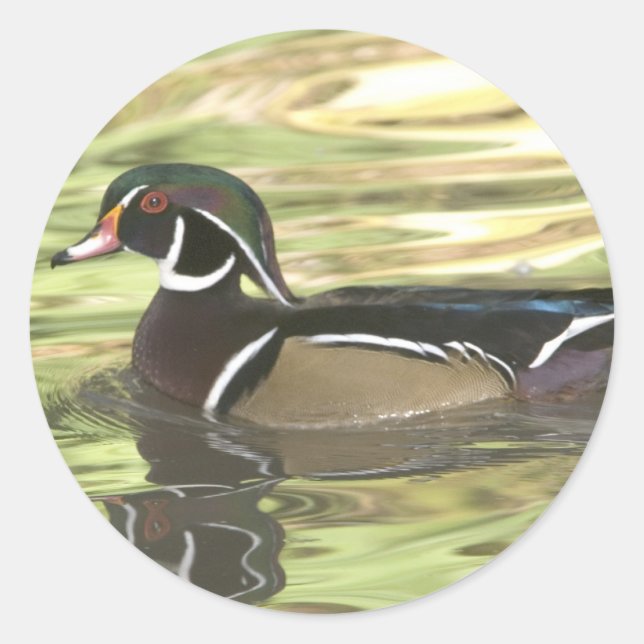 Sticker Rond Copie DSC_0454 (Devant)