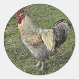 Sticker Rond coq de croix de sussex léger