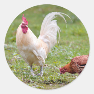 Sticker Rond Coq et poule