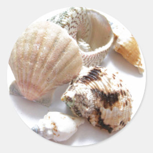 Sticker Rond Coques de mer