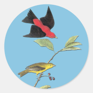 Sticker Rond Coquetteurs d'art ornithologique Audubon Scarlet T