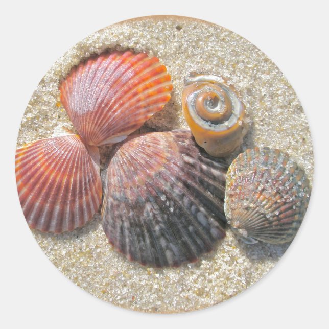 Sticker Rond Coquillages sur la plage Coordonnateurs (Devant)