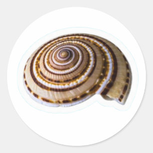 Sticker Rond Coquillages Tropicaux Exotiques - Collection Natur
