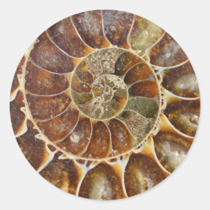 Sticker Rond coquille d'escargot fossile préhistorique nature a