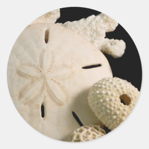 Sticker Rond Coquilles blanches et dollar de sable
