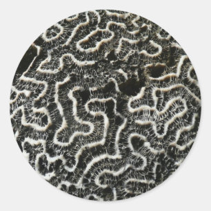 Sticker Rond Corail noir et blanc II Photo de nature abstraite