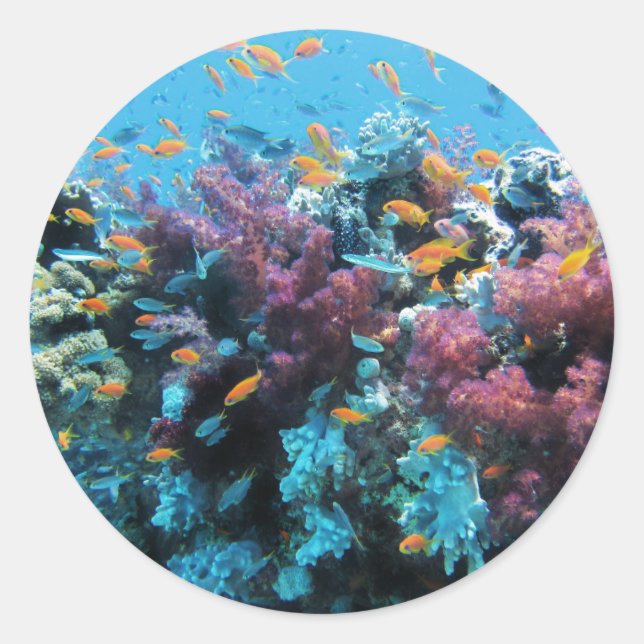 Sticker Rond Corail rose (Devant)