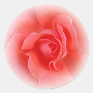 Sticker Rond corail rose rose