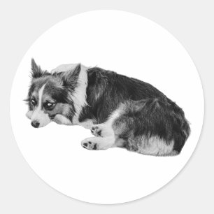 Sticker Rond Corgi côté oeil amusant