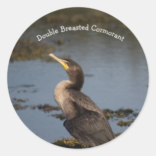 Sticker Rond Cormorant à double poitrine