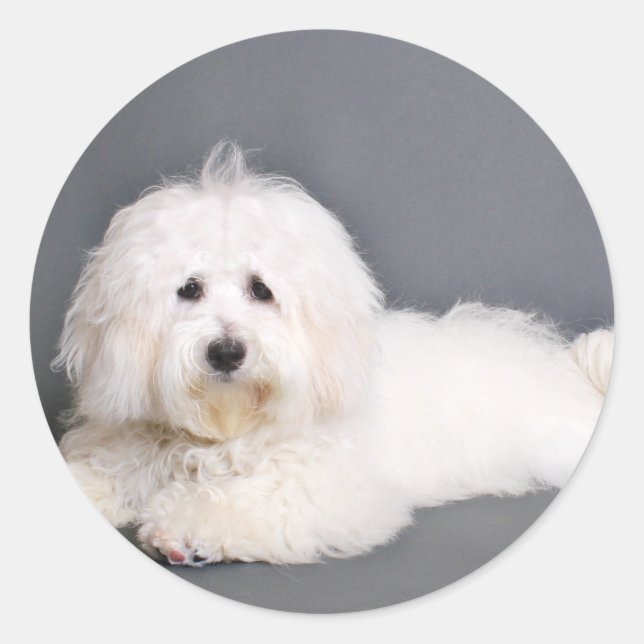 Sticker Rond Coton de Tulear - Joci (Devant)