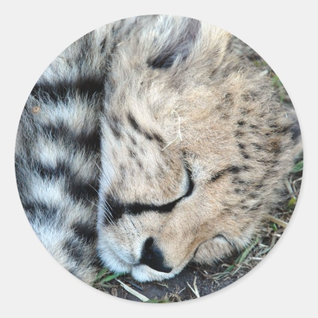 Sticker Rond Coucher Cheetah Cub Photo (Devant)