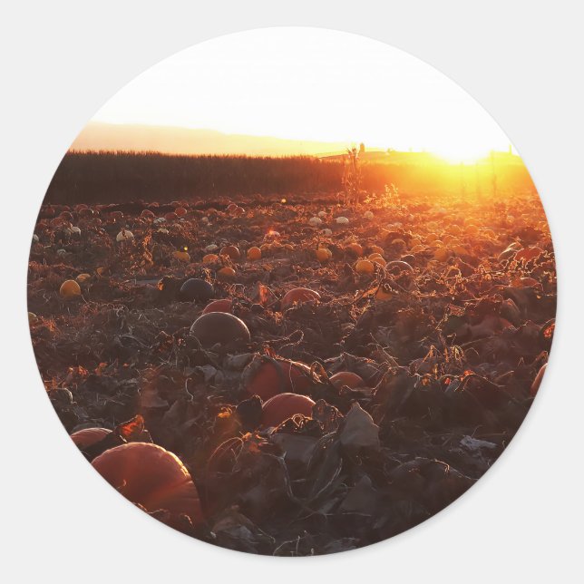 Sticker Rond Coucher de soleil au champ de citrouilles B (Devant)