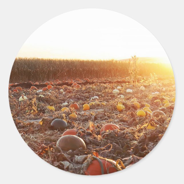Sticker Rond Coucher de soleil sur le champ de citrouilles C (Devant)