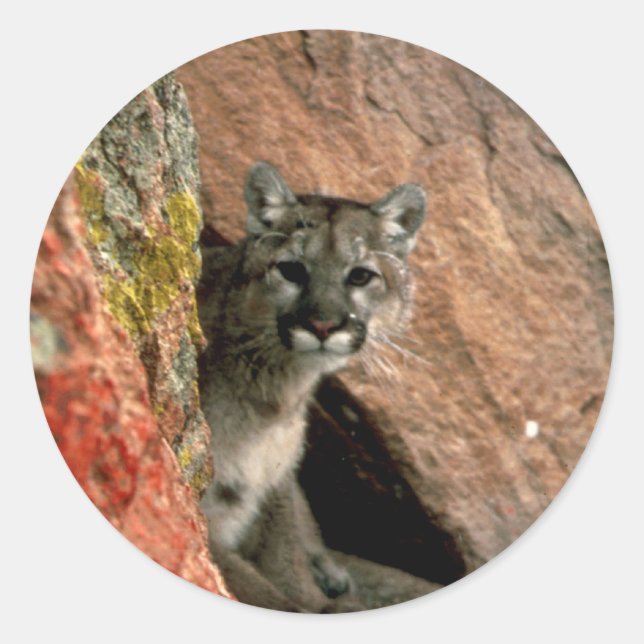 Sticker Rond Cougar - Photo Lion de montagne (Devant)
