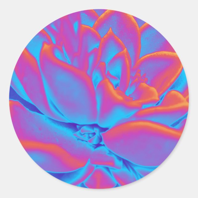Sticker Rond Couleur arc-en-ciel plante Succulent (Devant)